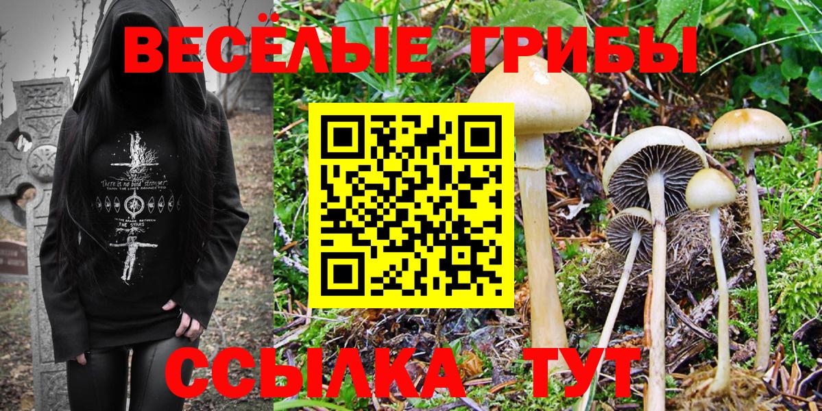 Шадринск  Псилоцибиновые грибы GOLDEN TEACHER  Вход с VPN  Галлюциногенные грибы Psilocybe 